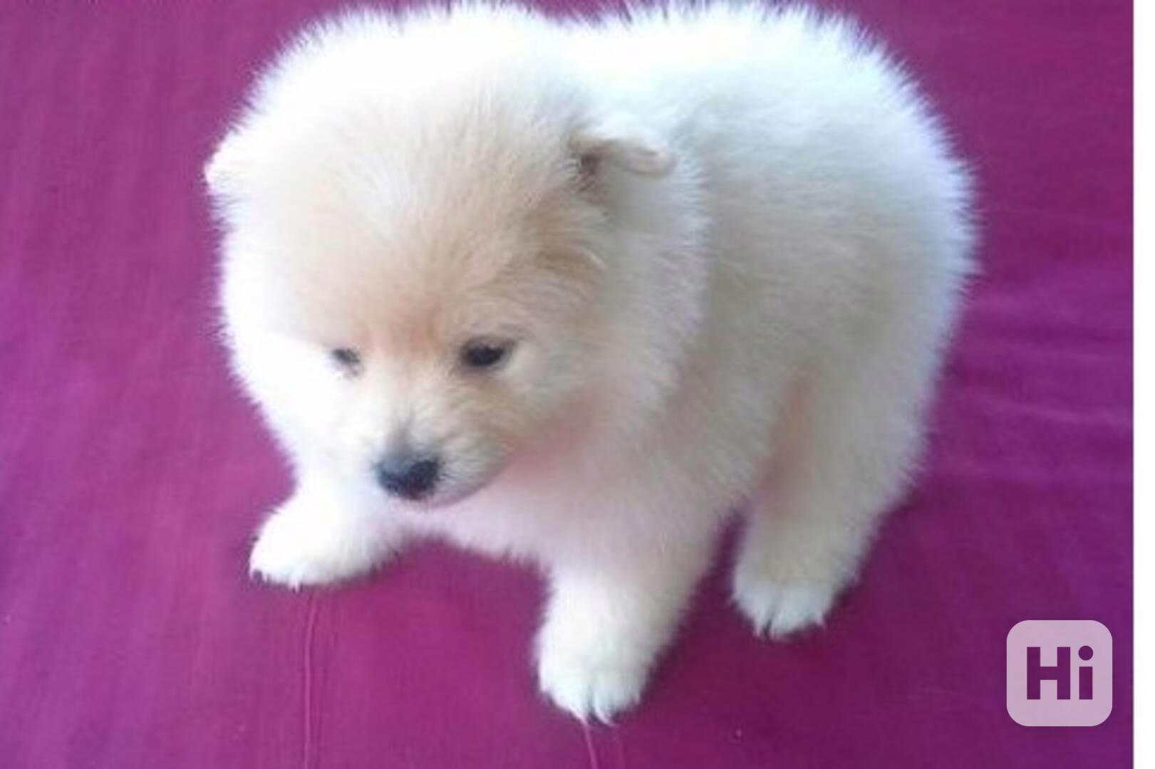 pomeranian štěňata k adopci - foto 1