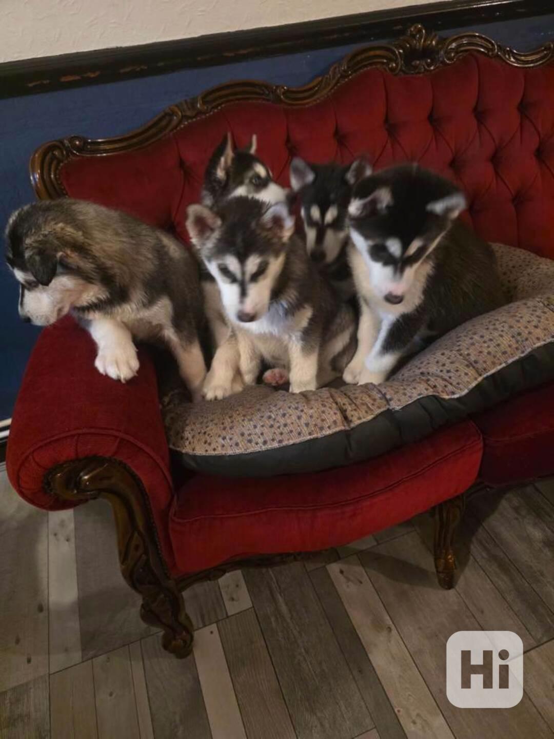 Sibiřský husky štěňata - foto 1