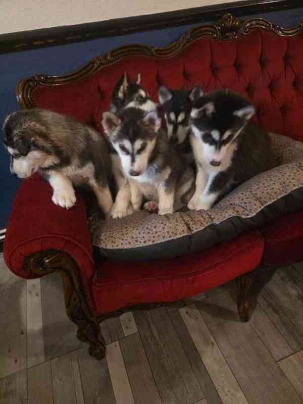 Sibiřský husky štěňata - foto 1