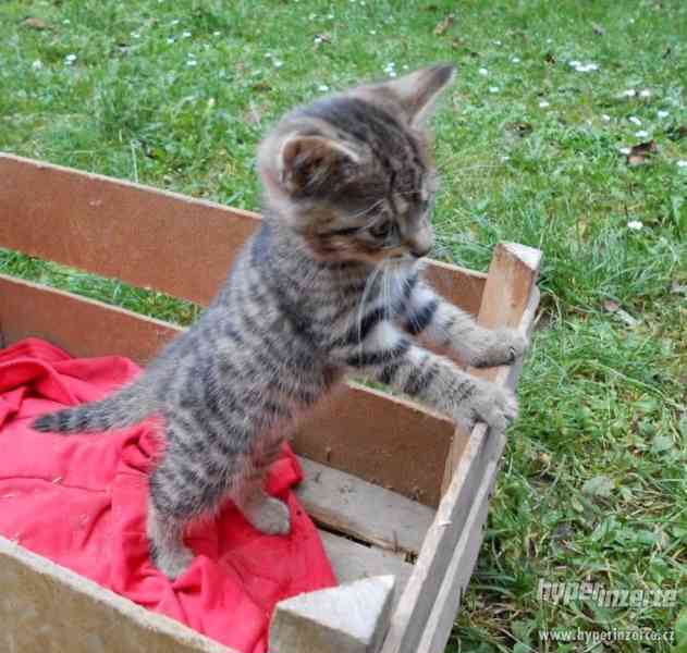 Daruji černé či mourovaté kotě - foto 2