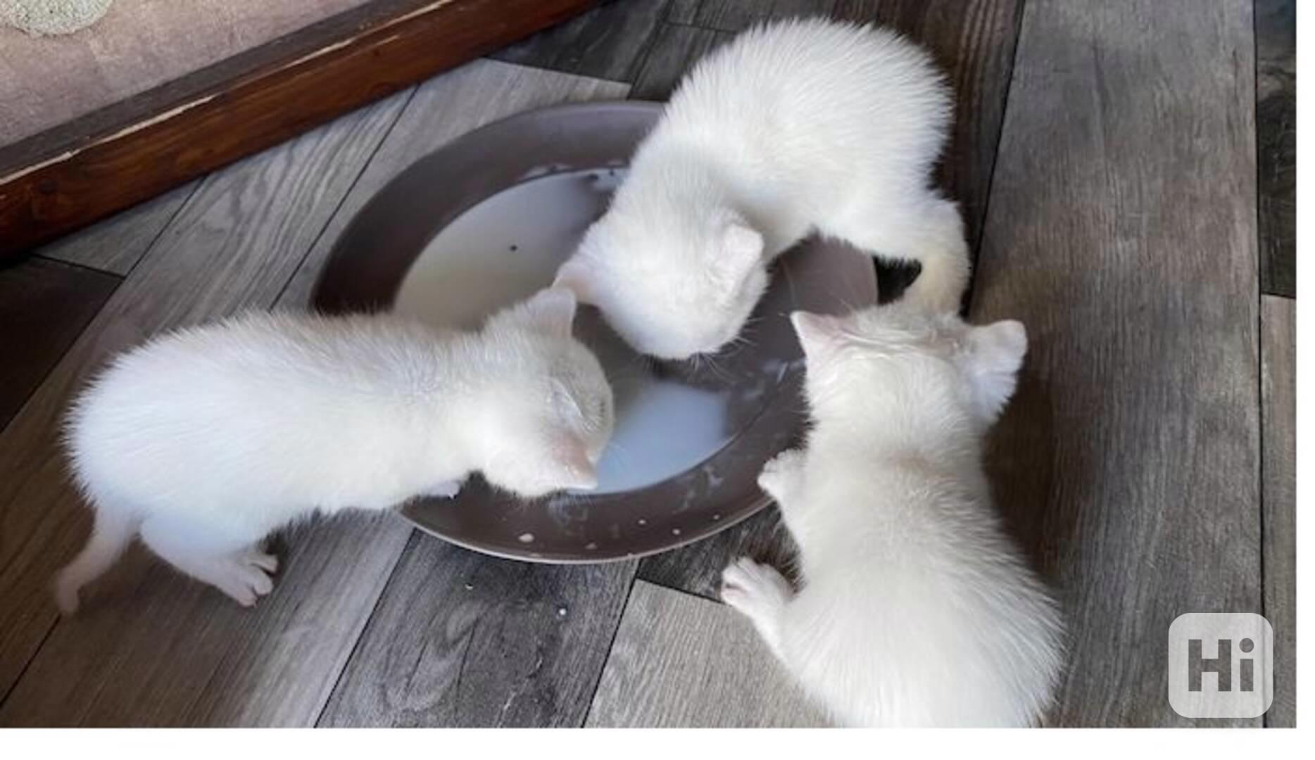 Perská koťata spp - foto 1