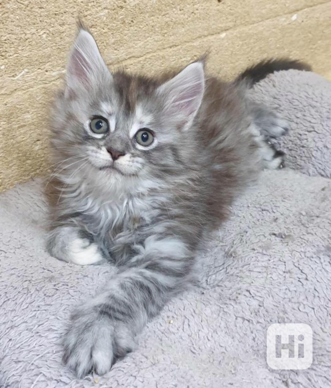 Darování nádherných a rozkošných 2týdenních mainských mývalí - foto 1