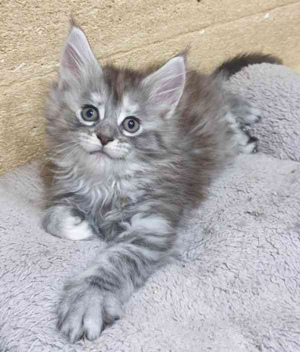 Darování nádherných a rozkošných 2týdenních mainských mývalí - foto 1