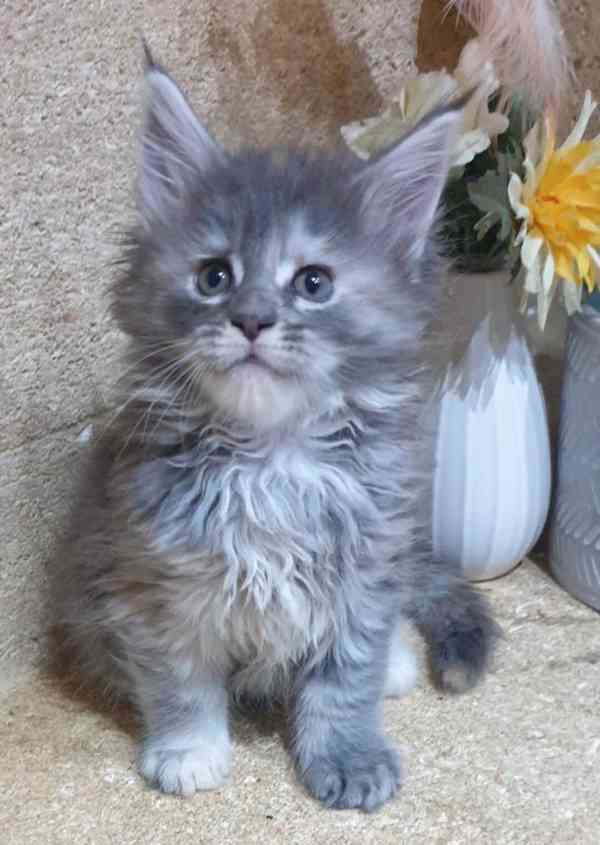 Darování nádherných a rozkošných 2týdenních mainských mývalí - foto 3