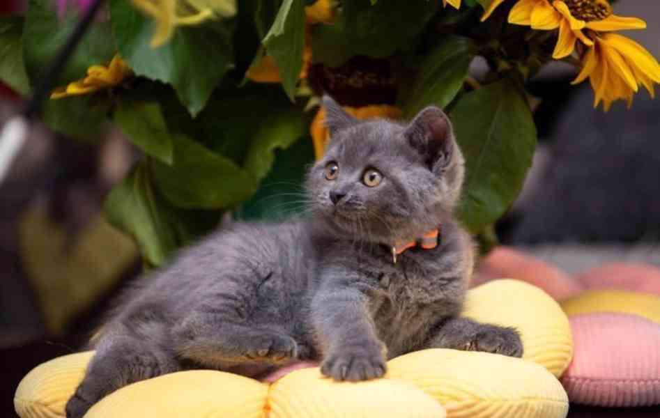 britská krátkosrstá koťata zadní modrá S radostí oznamujeme