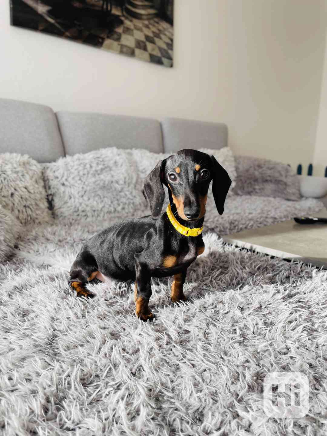 Jezevčík hladkosrstý trpasličí bez PP  - foto 1