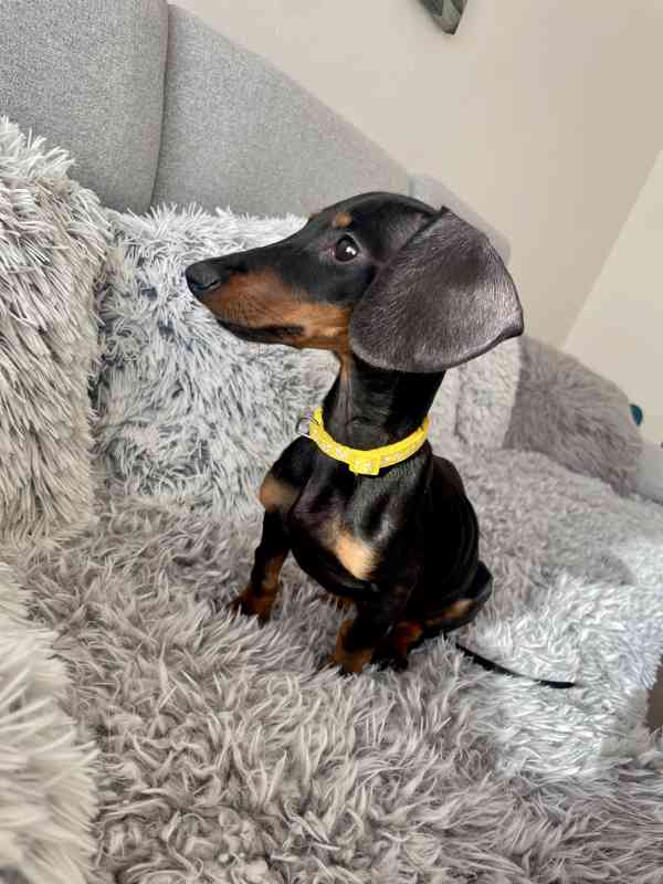 Jezevčík hladkosrstý trpasličí bez PP  - foto 2