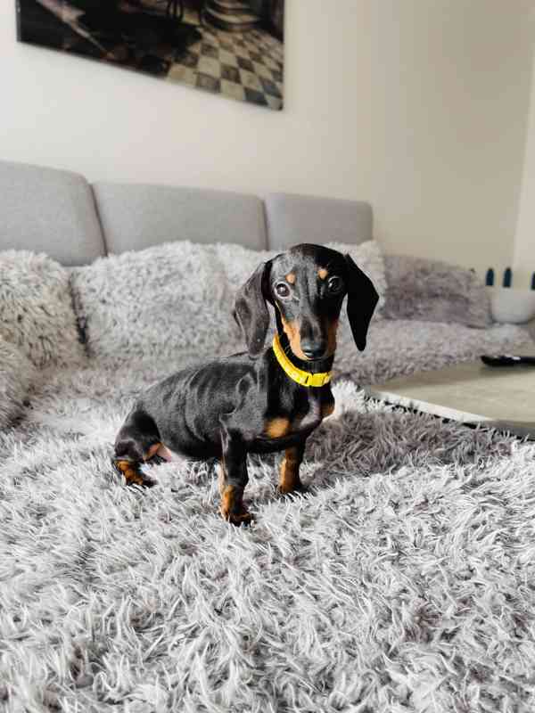 Jezevčík hladkosrstý trpasličí bez PP  - foto 1