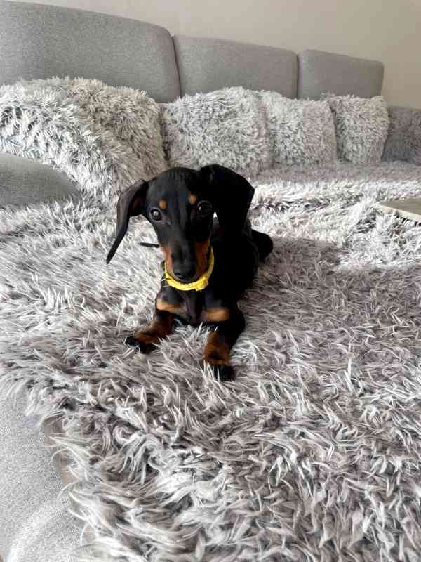 Jezevčík hladkosrstý trpasličí bez PP  - foto 3