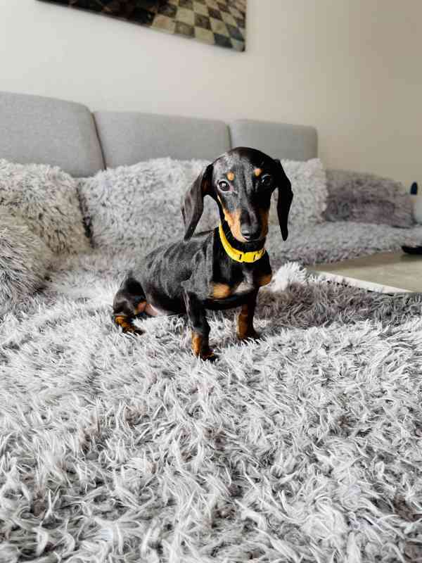 Jezevčík hladkosrstý trpasličí bez PP  - foto 4