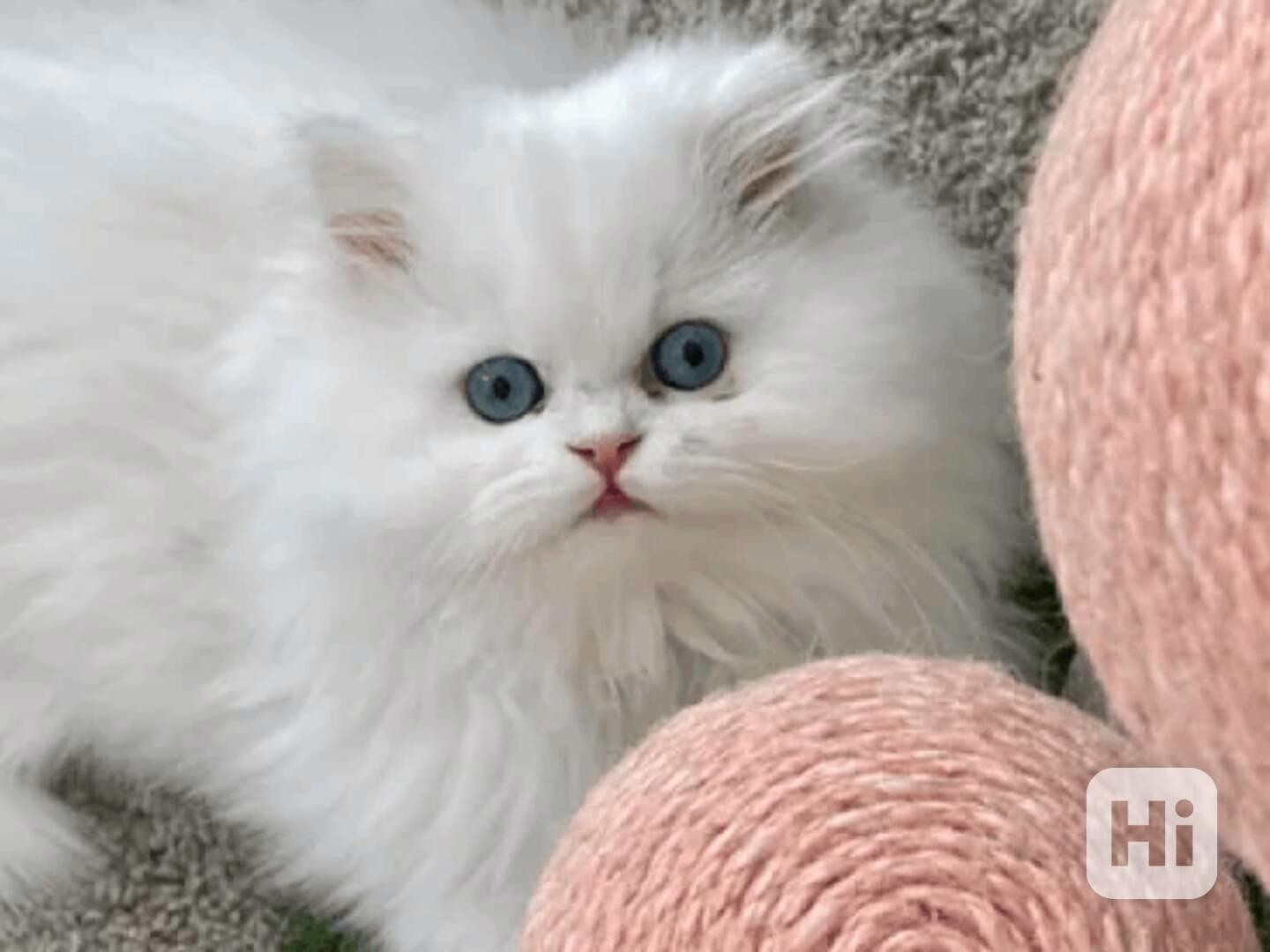 K dispozici jsou perská koťata vycvičená doma. - foto 1