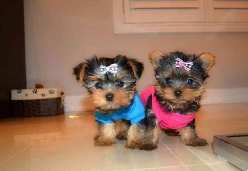 Dárek zdarma Dvě štěňata Yorkie k adopci zdarma   - foto 3