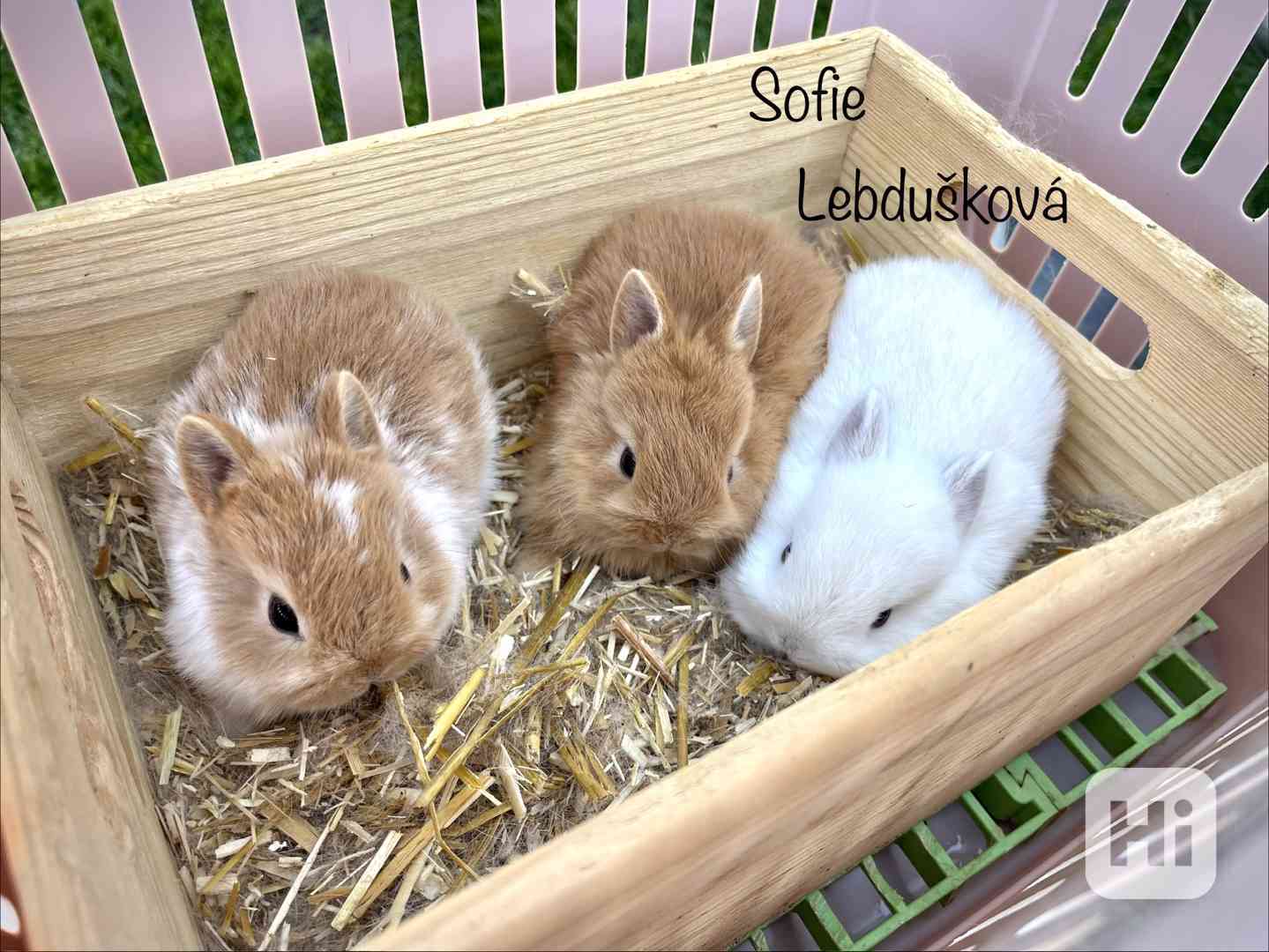 ZAKRSLÍ SATÉNOVÍ S PP/VP PRAHA - foto 1