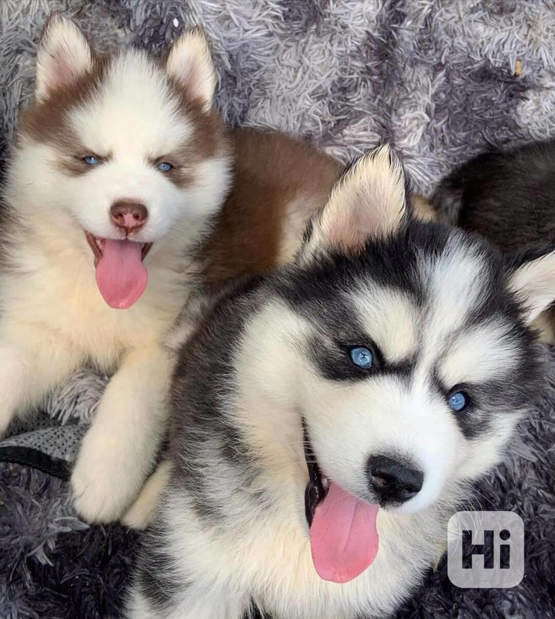 Sibiřský husky - foto 1