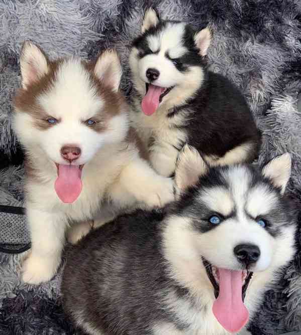 Sibiřský husky - foto 3