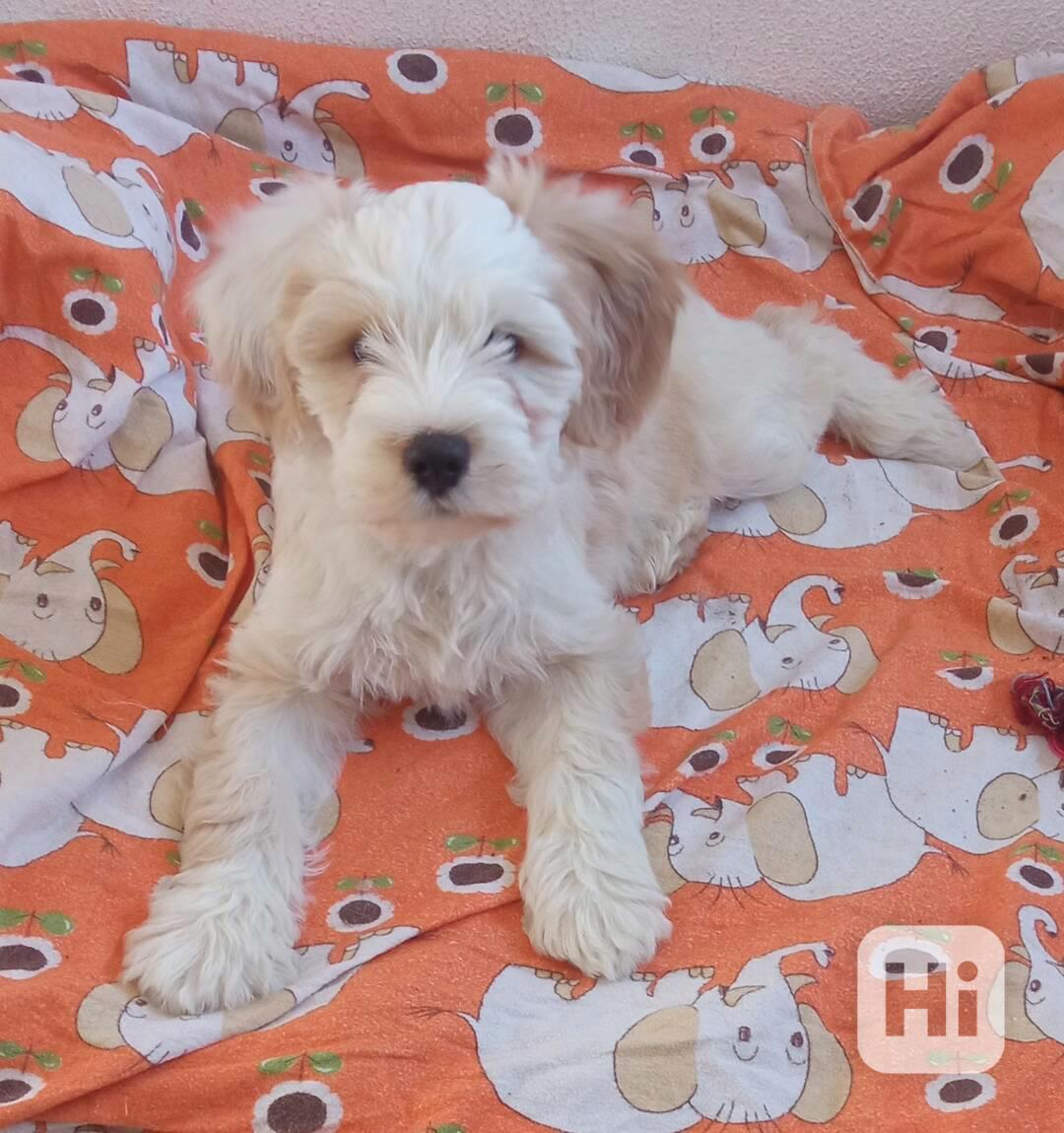 Tibetský teriér - foto 1