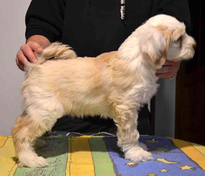 Tibetský teriér - foto 3