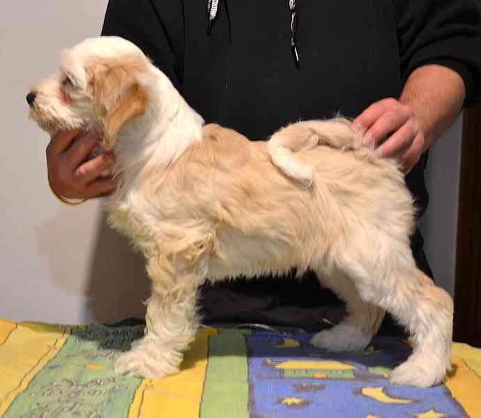 Tibetský teriér - foto 2