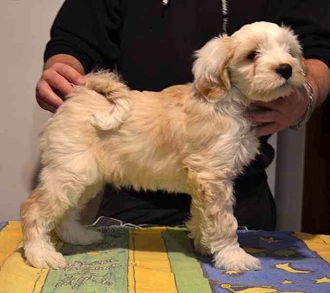 Tibetský teriér - foto 4
