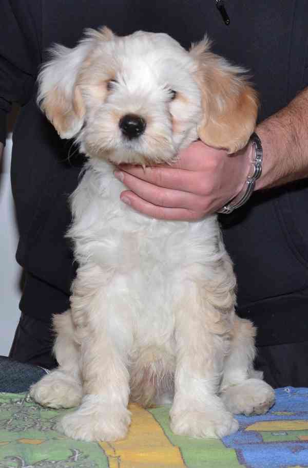 Tibetský teriér - foto 5