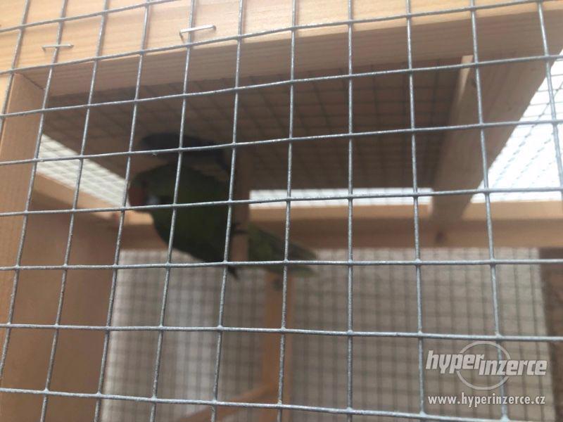 Voliera s Kakariki - foto 2