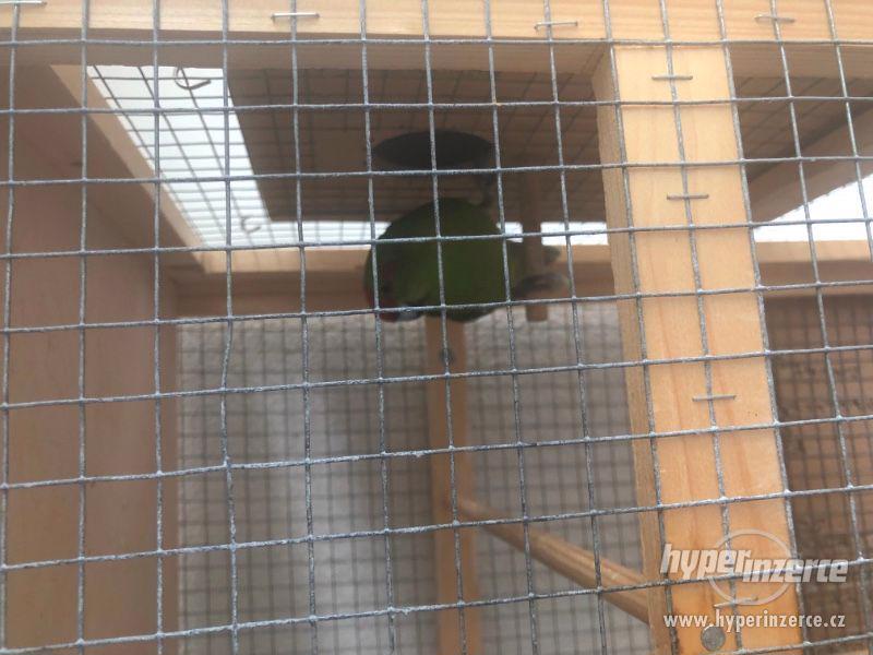 Voliera s Kakariki - foto 4