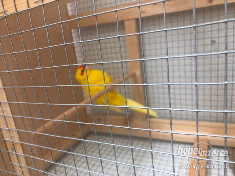 Voliera s Kakariki - foto 5