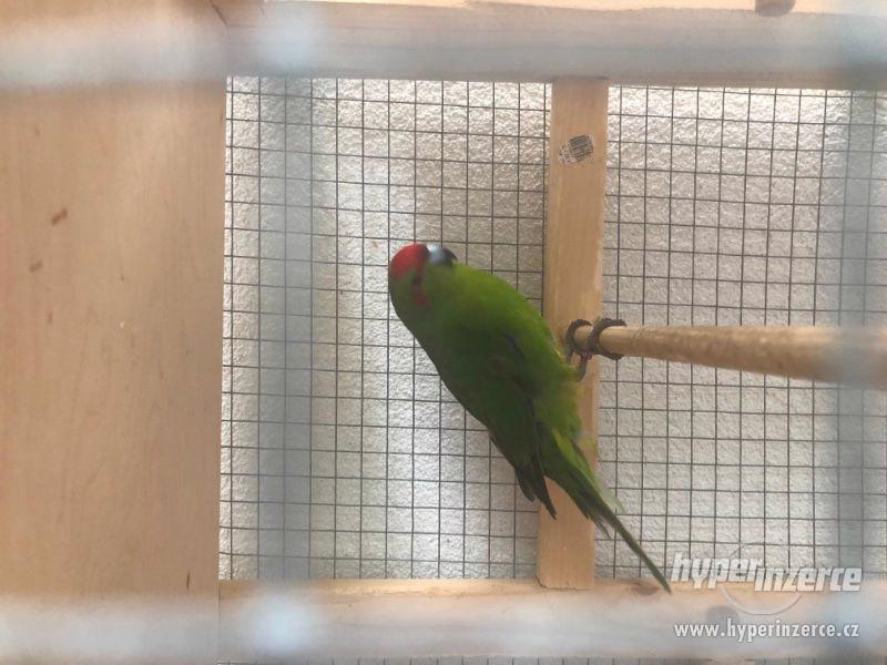 Voliera s Kakariki - foto 6