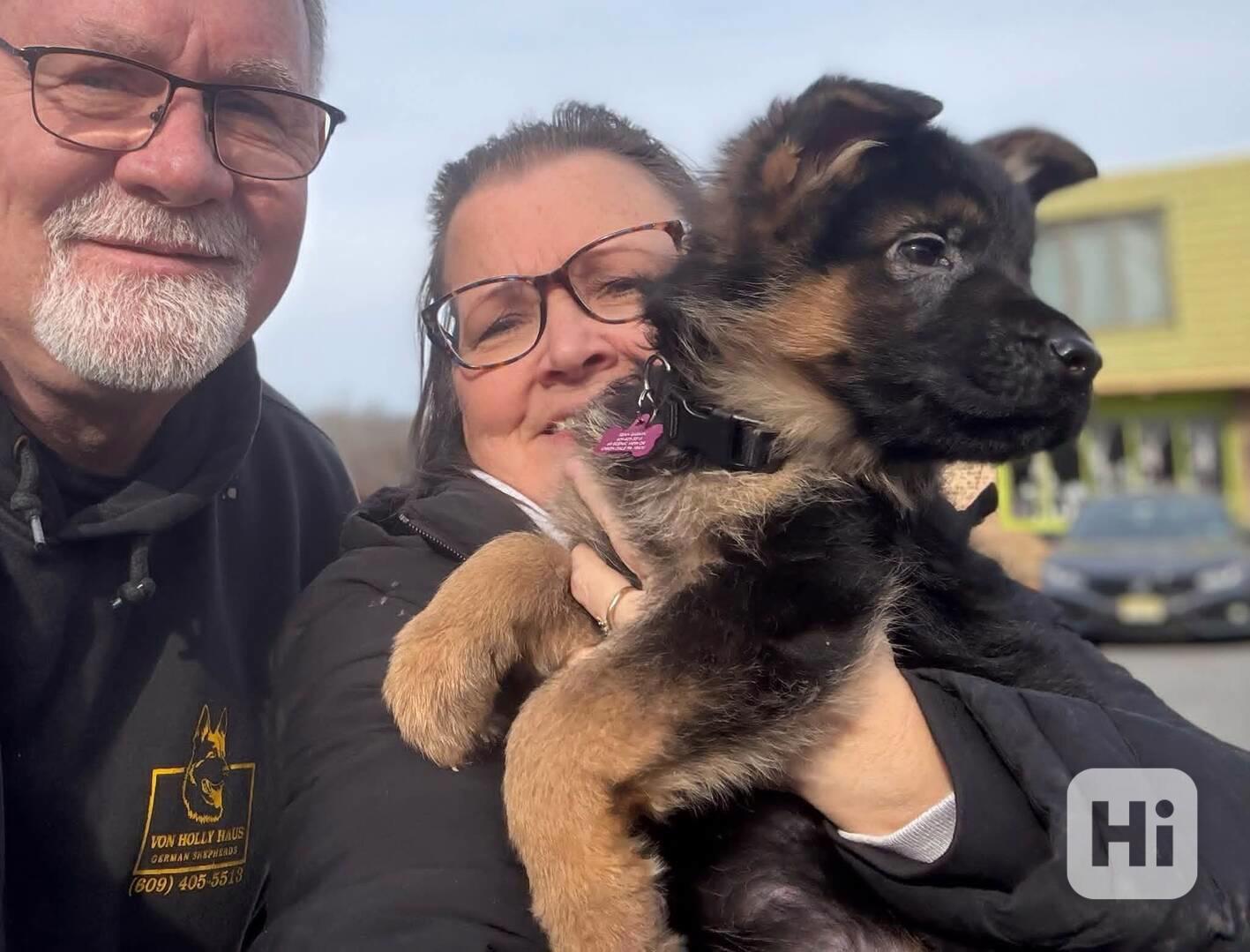 //// Silná štěňata německého ovčáka s pp  - foto 1