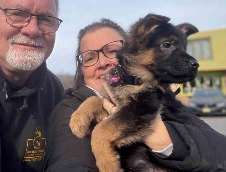 //// Silná štěňata německého ovčáka s pp 