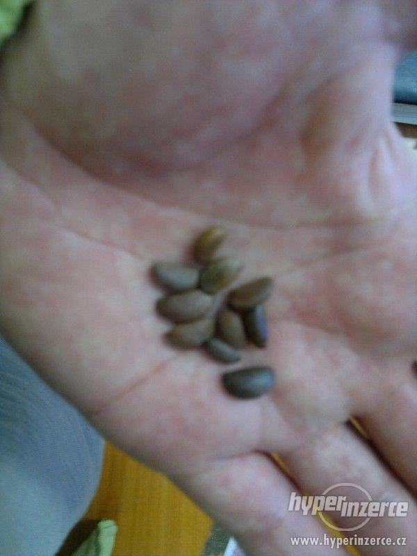 Tomel Japonský (Diospyros kaki) - semena 10 ks - foto 6
