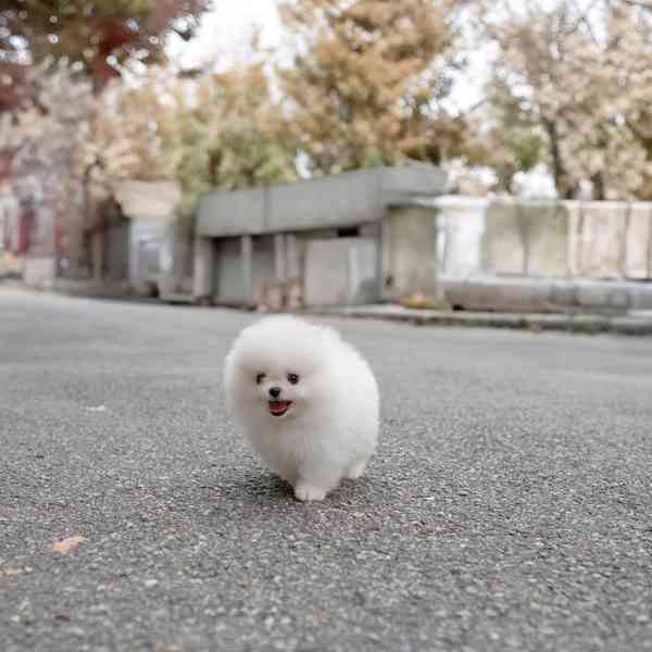 Nádherná štěňata mini pomeranianů – vychovaná s láskou - foto 1