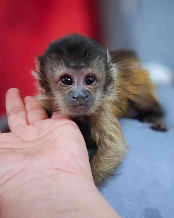 🐒 Dobře cvičené kapucínské opice na prodej