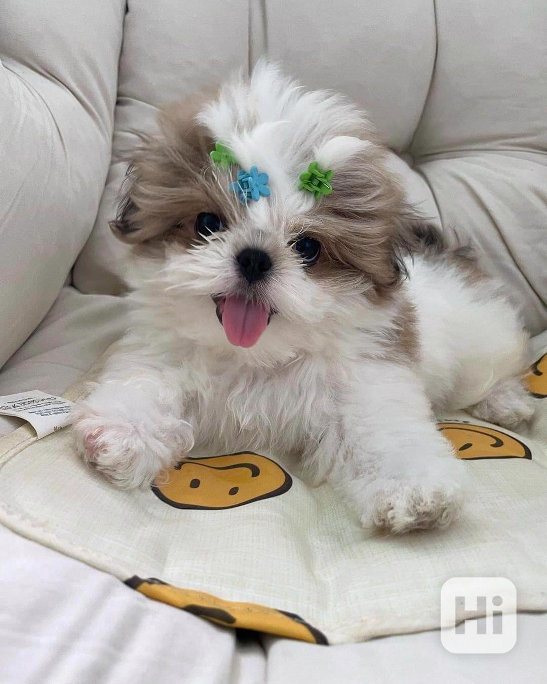 štěňata shih su - foto 1