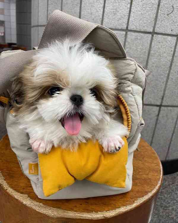 štěňata shih su - foto 2