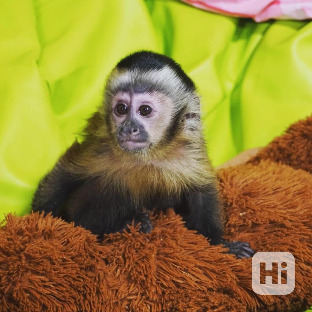 Inteligentní kapucínské opice k adopci - foto 1