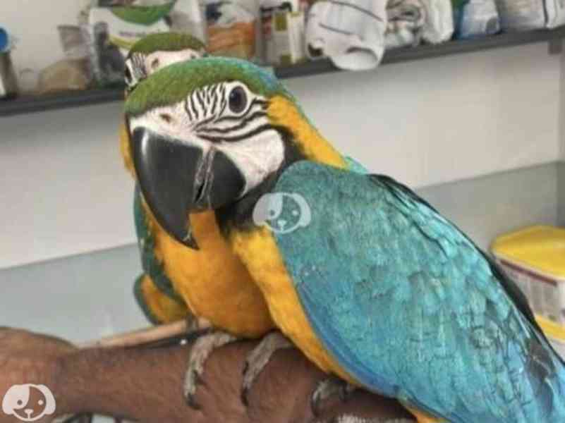 Modrý papoušek pro boha a pečující domov - foto 8