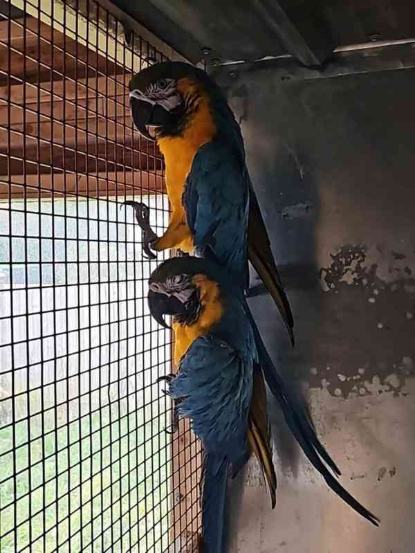 Modrý papoušek pro boha a pečující domov - foto 5