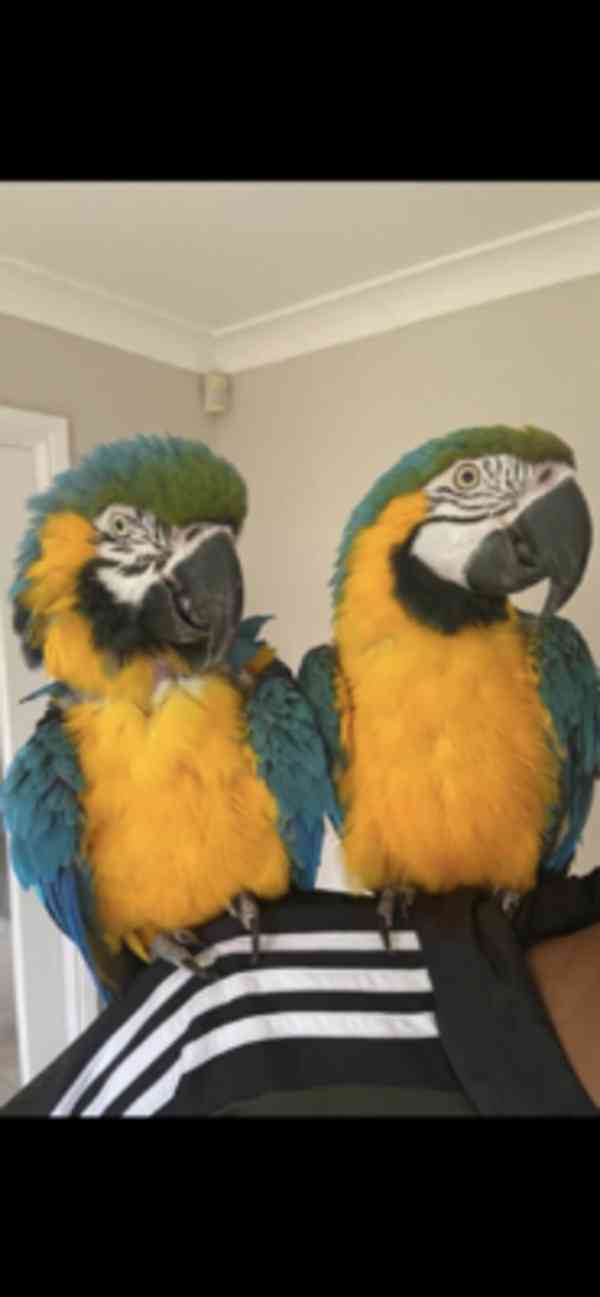 Modrý papoušek pro boha a pečující domov - foto 11
