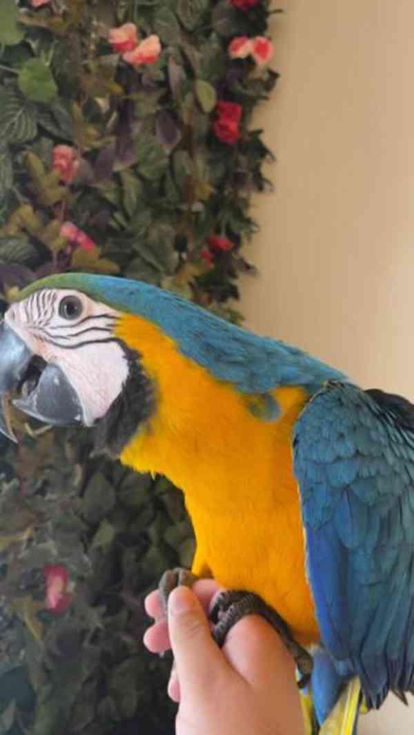 Modrý papoušek pro boha a pečující domov - foto 15