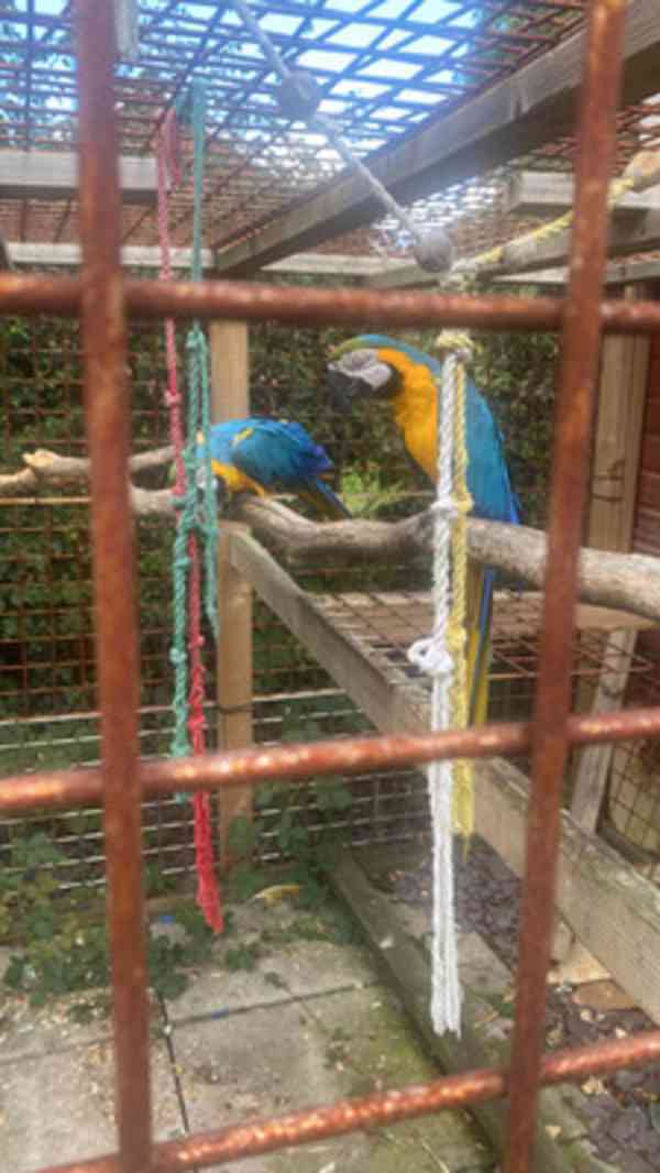 Modrý papoušek pro boha a pečující domov - foto 12