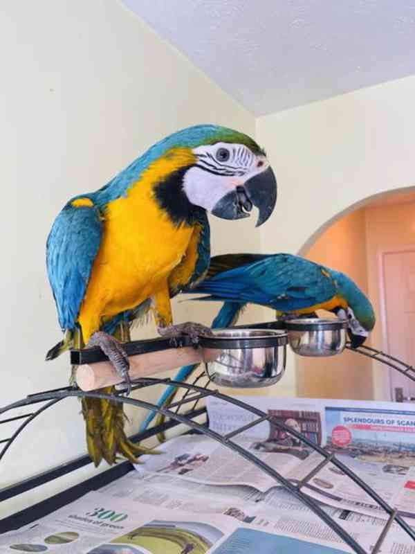Modrý papoušek pro boha a pečující domov - foto 10