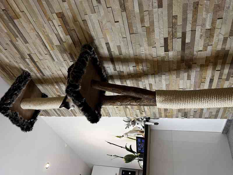 Kočičí stromy  - foto 3