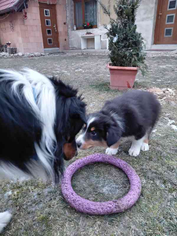 Štěňata Bolder kolie - foto 5