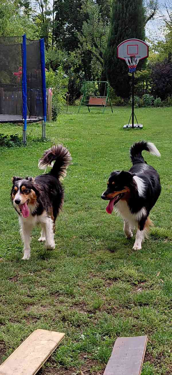 Štěňata Bolder kolie - foto 3