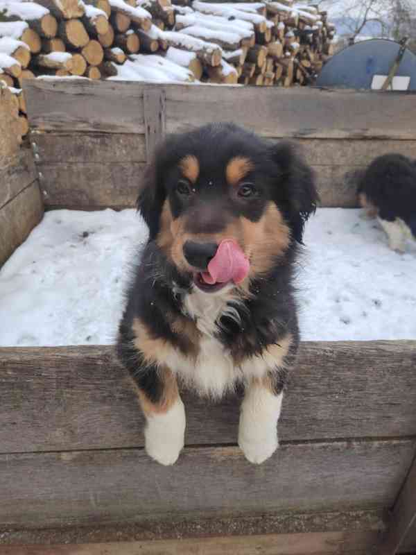 Štěňata Bolder kolie - foto 2