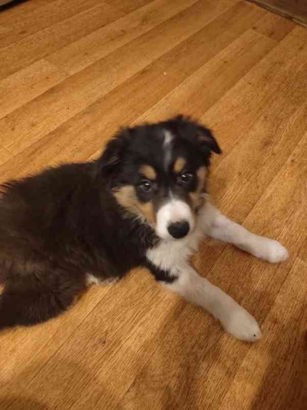 Štěňata Bolder kolie - foto 6