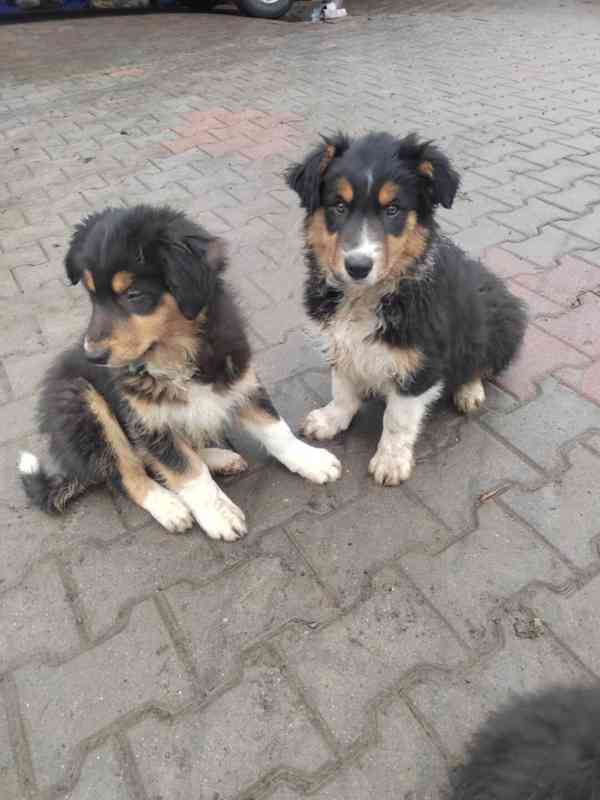 Štěňata Bolder kolie - foto 4