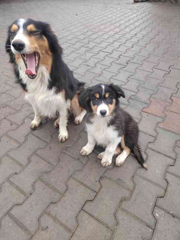 Štěňata Bolder kolie