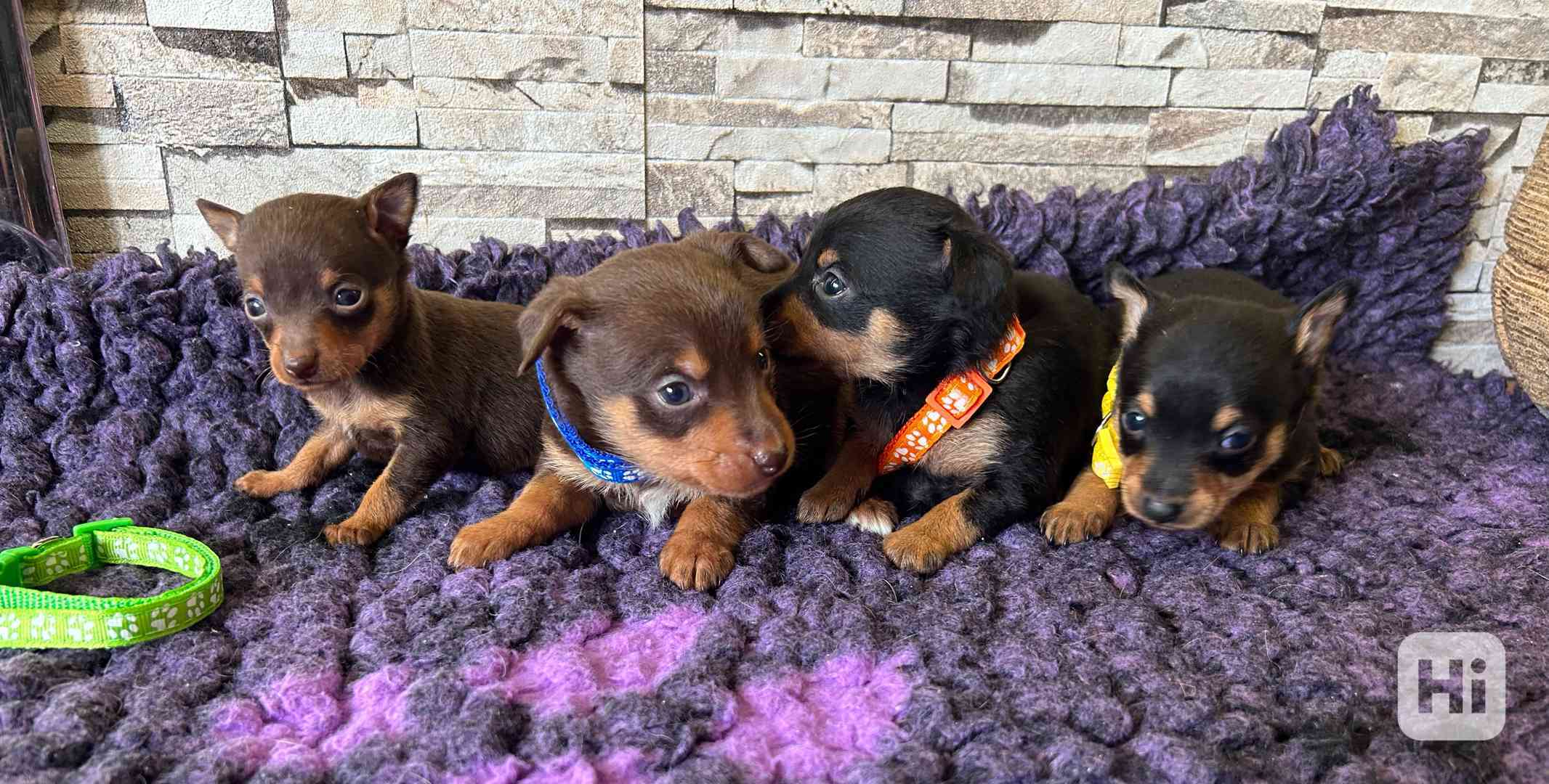 Pražský krysařík - foto 1